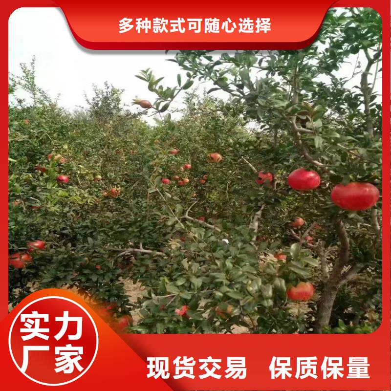 北美冬青-视频-陆良|富源|怒江|红河|昆明|楚雄轩园北美冬青_ 轩园园艺场(曲靖市分公司)