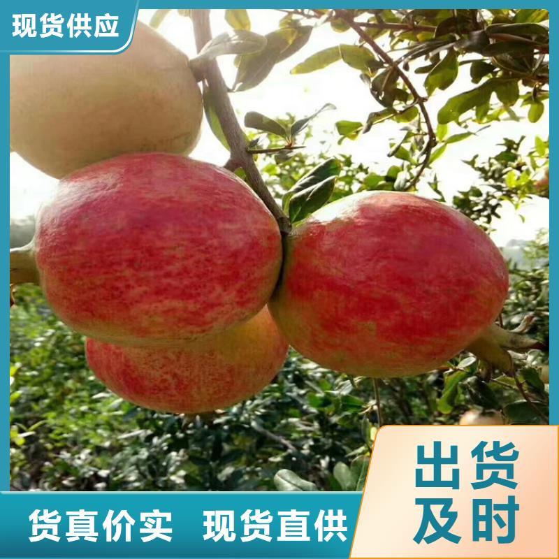 北美冬青视频-北美冬青(轩园)覆盖地域浙江省绍兴市新昌|诸暨|温州|舟山|金华|嘉兴|湖州