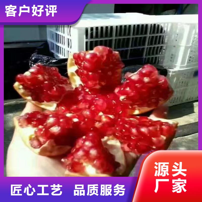 北美冬青视频-北美冬青(轩园)覆盖地域浙江省绍兴市新昌|诸暨|温州|舟山|金华|嘉兴|湖州