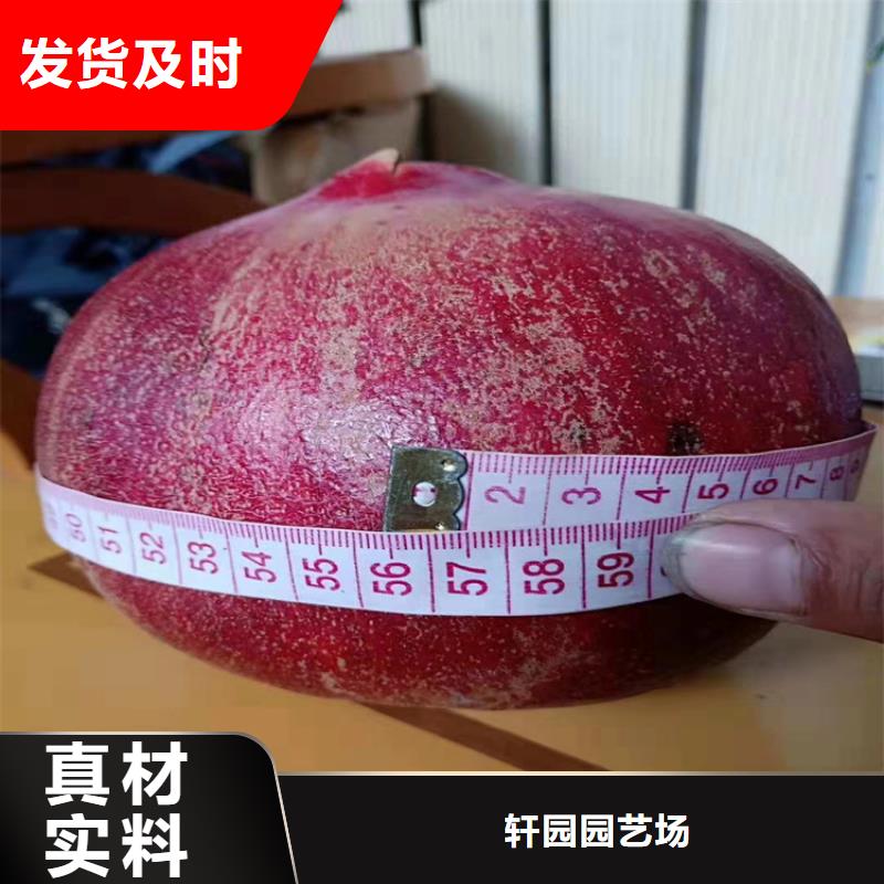石榴石榴苗一站式采购商家