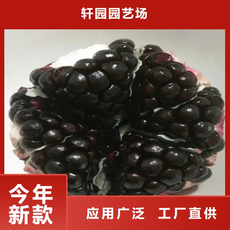 北美冬青视频-北美冬青(轩园)覆盖地域浙江省绍兴市新昌|诸暨|温州|舟山|金华|嘉兴|湖州