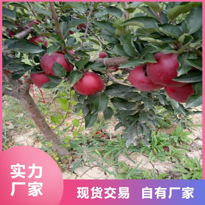 北美冬青视频-北美冬青(轩园)覆盖地域浙江省绍兴市新昌|诸暨|温州|舟山|金华|嘉兴|湖州