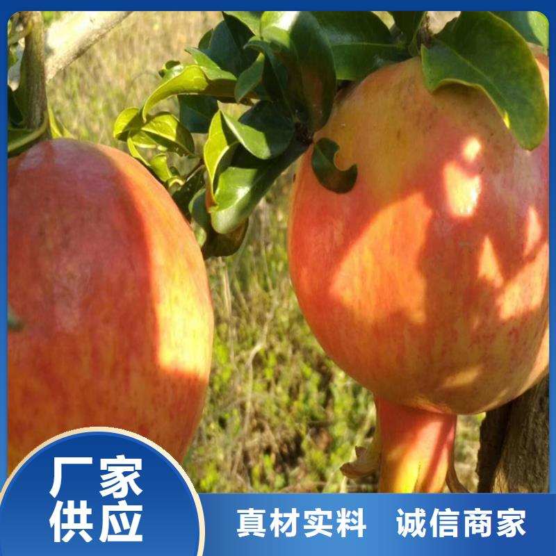 石榴石榴苗一站式采购商家