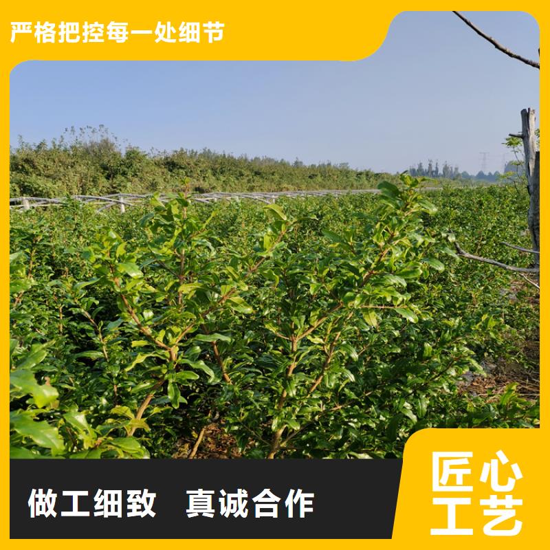 北美冬青-视频-陆良|富源|怒江|红河|昆明|楚雄轩园北美冬青_ 轩园园艺场(曲靖市分公司)