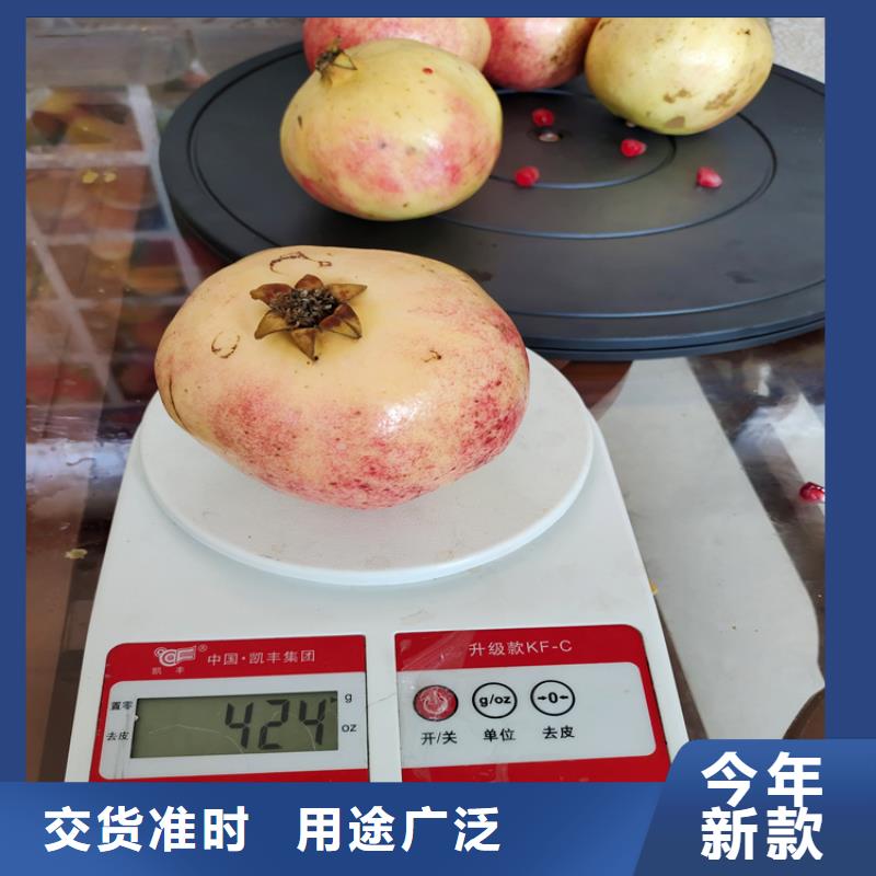 北美冬青视频-北美冬青(轩园)覆盖地域浙江省绍兴市新昌|诸暨|温州|舟山|金华|嘉兴|湖州