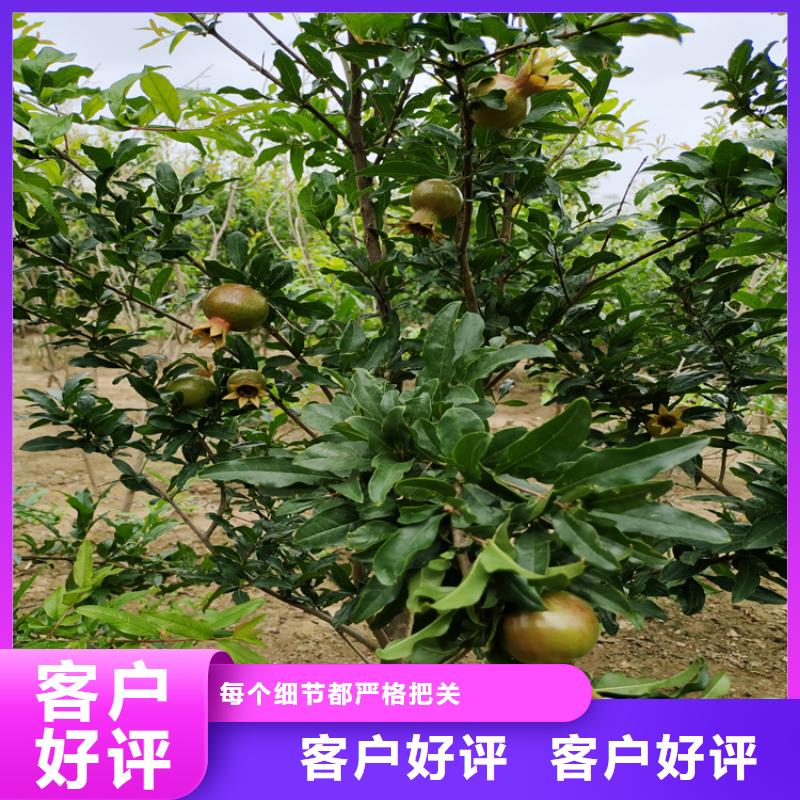 北美冬青-视频-陆良|富源|怒江|红河|昆明|楚雄轩园北美冬青_ 轩园园艺场(曲靖市分公司)