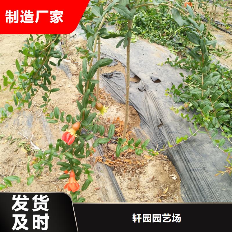 石榴石榴苗一站式采购商家