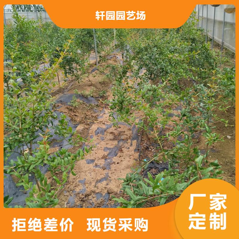 北美冬青视频-北美冬青(轩园)覆盖地域浙江省绍兴市新昌|诸暨|温州|舟山|金华|嘉兴|湖州