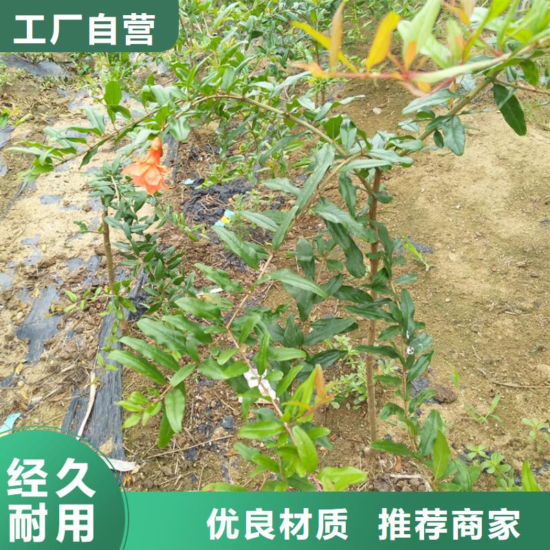 北美冬青视频-北美冬青(轩园)覆盖地域浙江省绍兴市新昌|诸暨|温州|舟山|金华|嘉兴|湖州