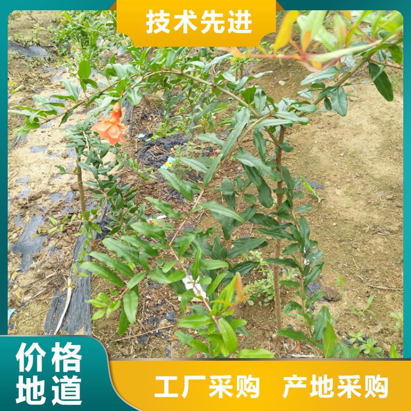 石榴苹果苗现货齐全售后无忧