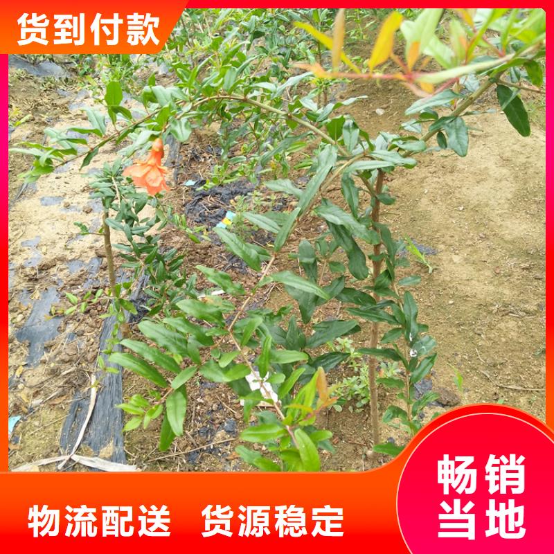 石榴苹果苗按需定做