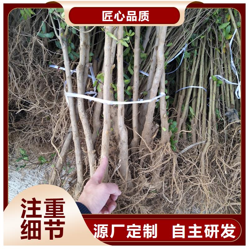北美冬青视频-北美冬青(轩园)覆盖地域浙江省绍兴市新昌|诸暨|温州|舟山|金华|嘉兴|湖州