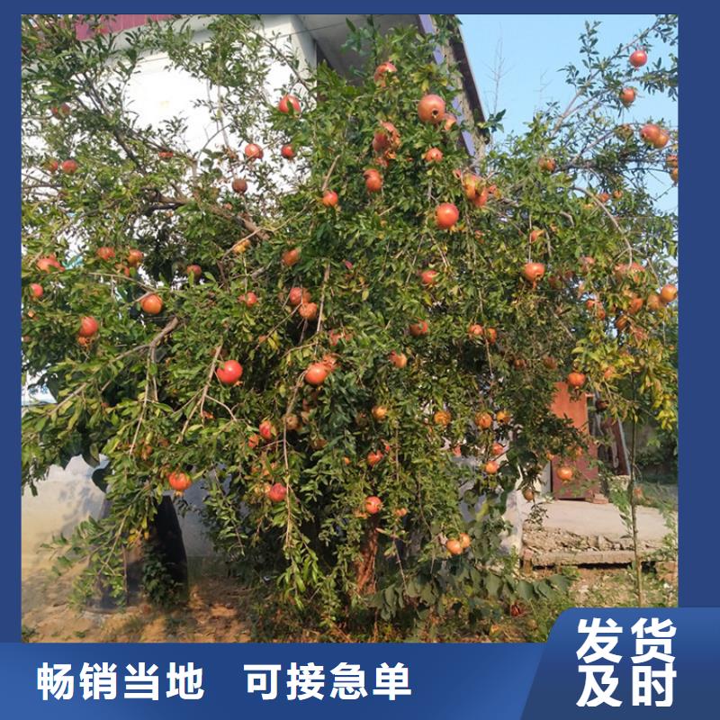 北美冬青视频-北美冬青(轩园)覆盖地域浙江省绍兴市新昌|诸暨|温州|舟山|金华|嘉兴|湖州