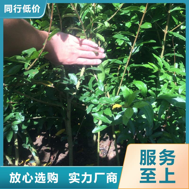 北美冬青-视频-陆良|富源|怒江|红河|昆明|楚雄轩园北美冬青_ 轩园园艺场(曲靖市分公司)