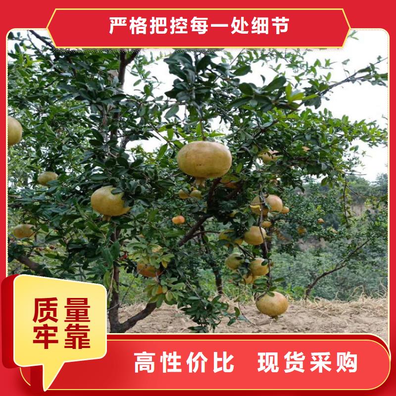 石榴石榴苗一站式采购商家
