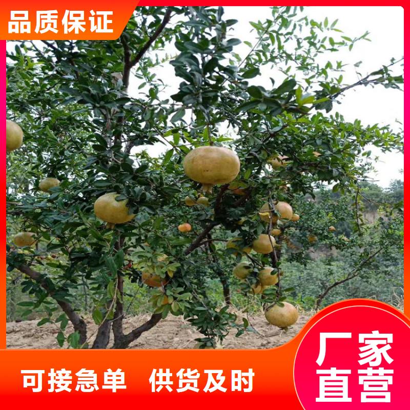 北美冬青视频-北美冬青(轩园)覆盖地域浙江省绍兴市新昌|诸暨|温州|舟山|金华|嘉兴|湖州