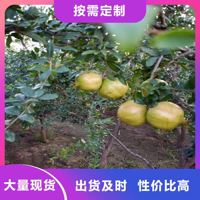 石榴石榴苗一站式采购商家