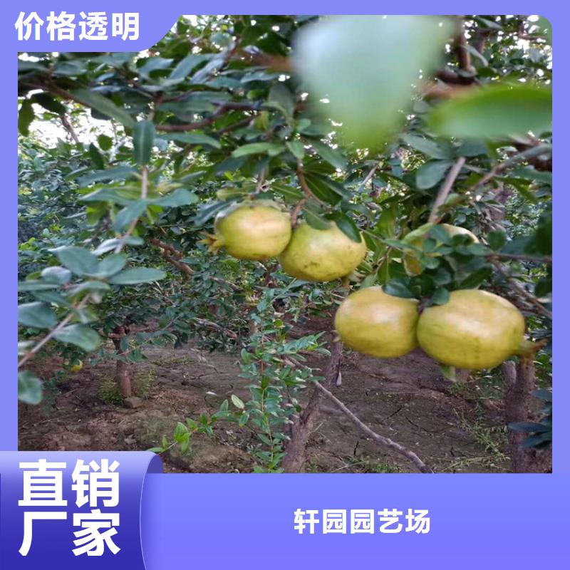 北美冬青-视频-陆良|富源|怒江|红河|昆明|楚雄轩园北美冬青_ 轩园园艺场(曲靖市分公司)