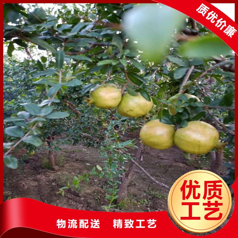 石榴苹果苗现货齐全售后无忧