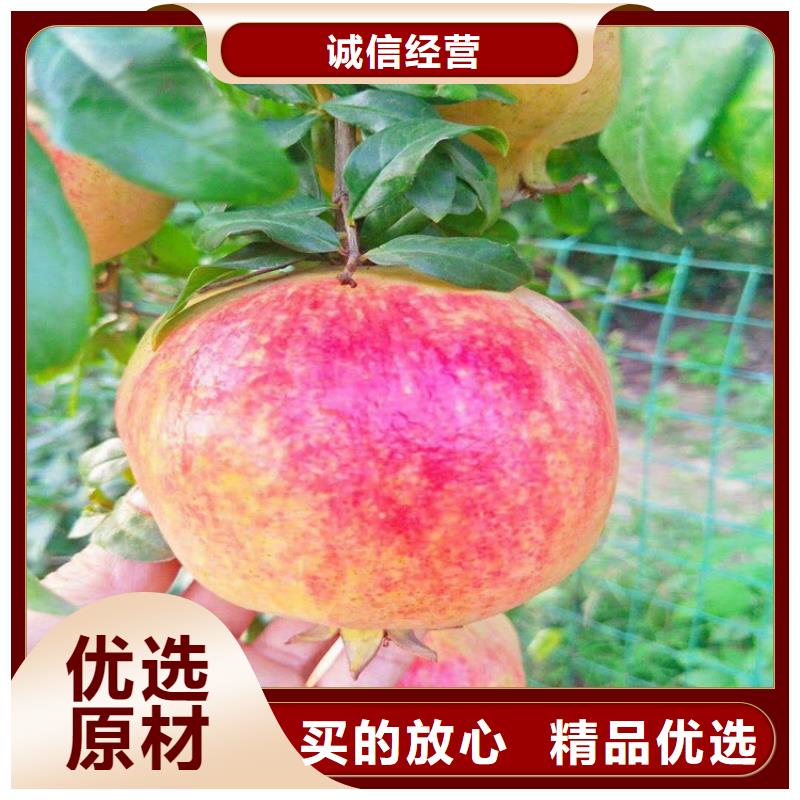 石榴石榴苗一站式采购商家