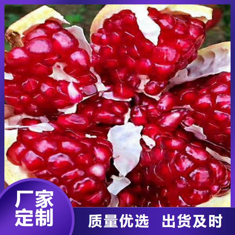 石榴石榴苗一站式采购商家