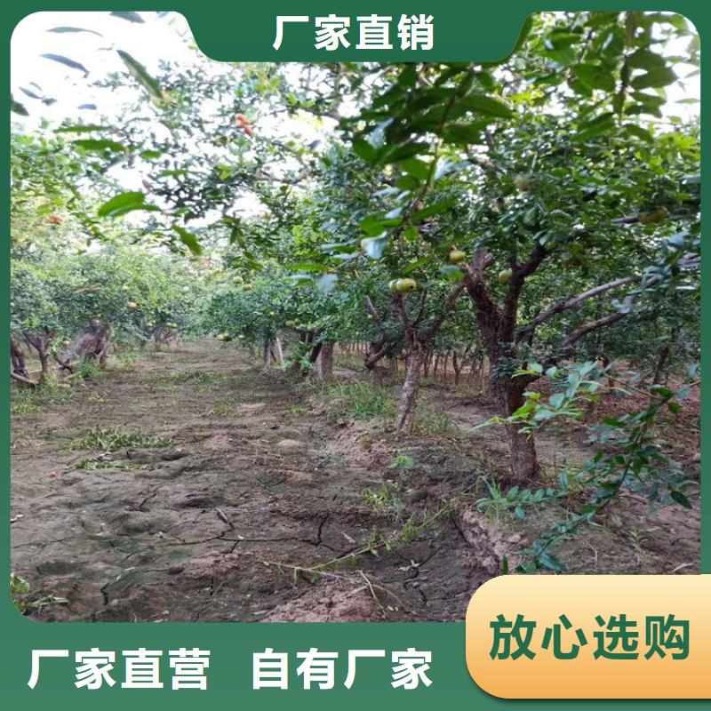 石榴石榴苗一站式采购商家