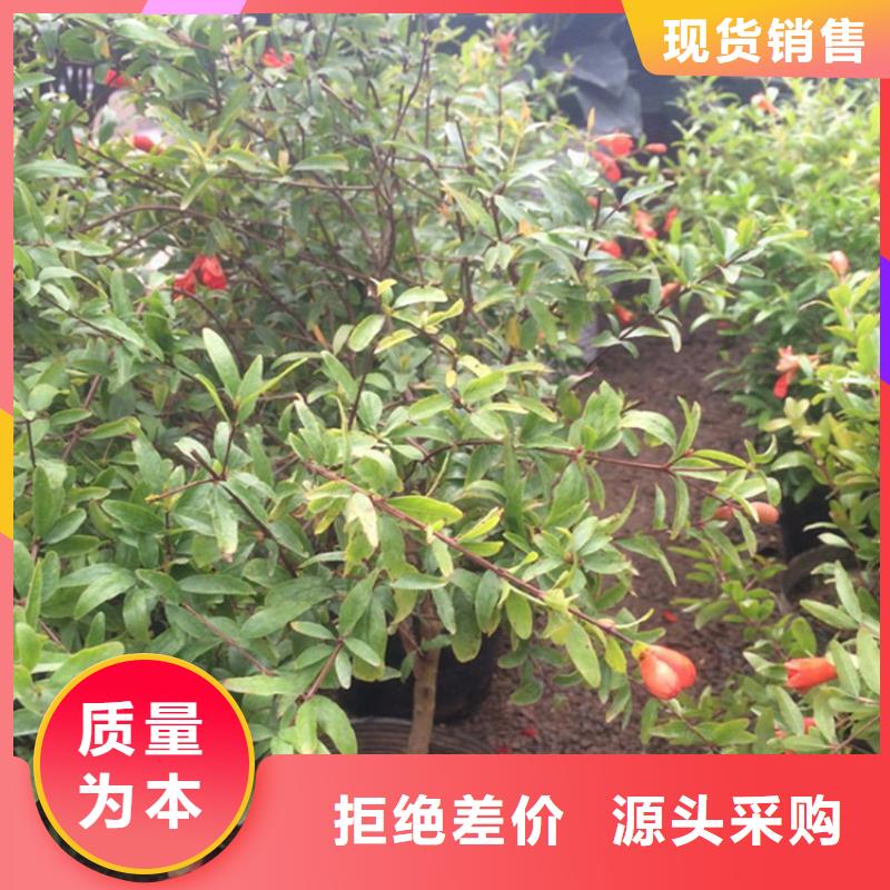 石榴石榴苗一站式采购商家