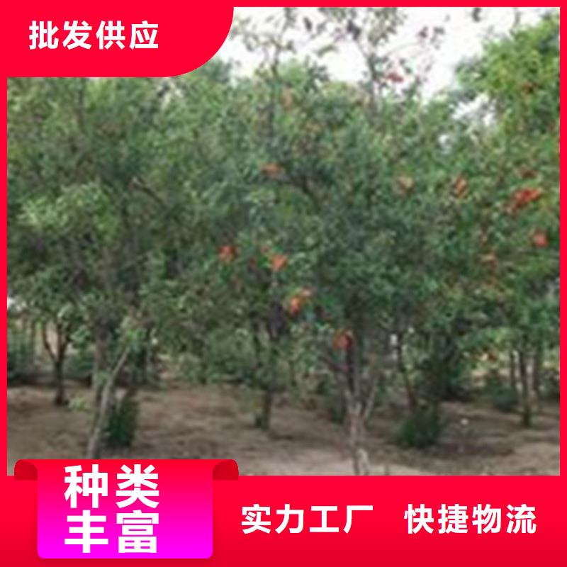石榴石榴苗一站式采购商家