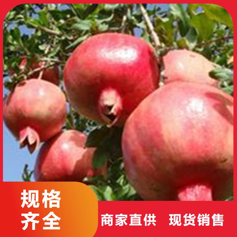 石榴石榴苗一站式采购商家