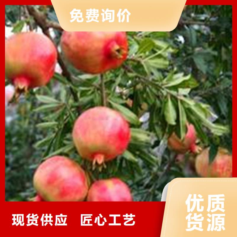 石榴石榴苗一站式采购商家