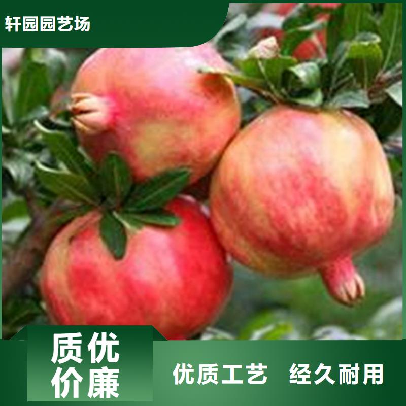 石榴石榴苗一站式采购商家