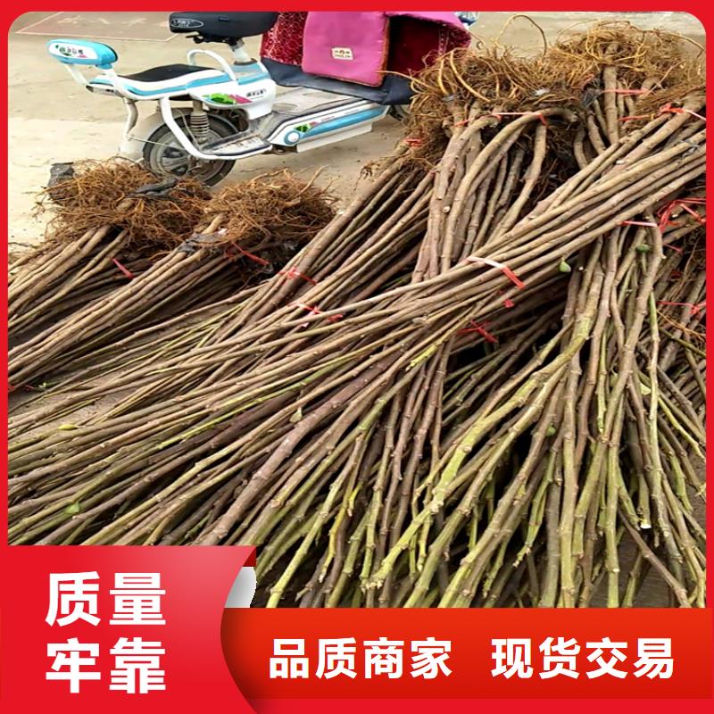 无花果苹果苗为品质而生产