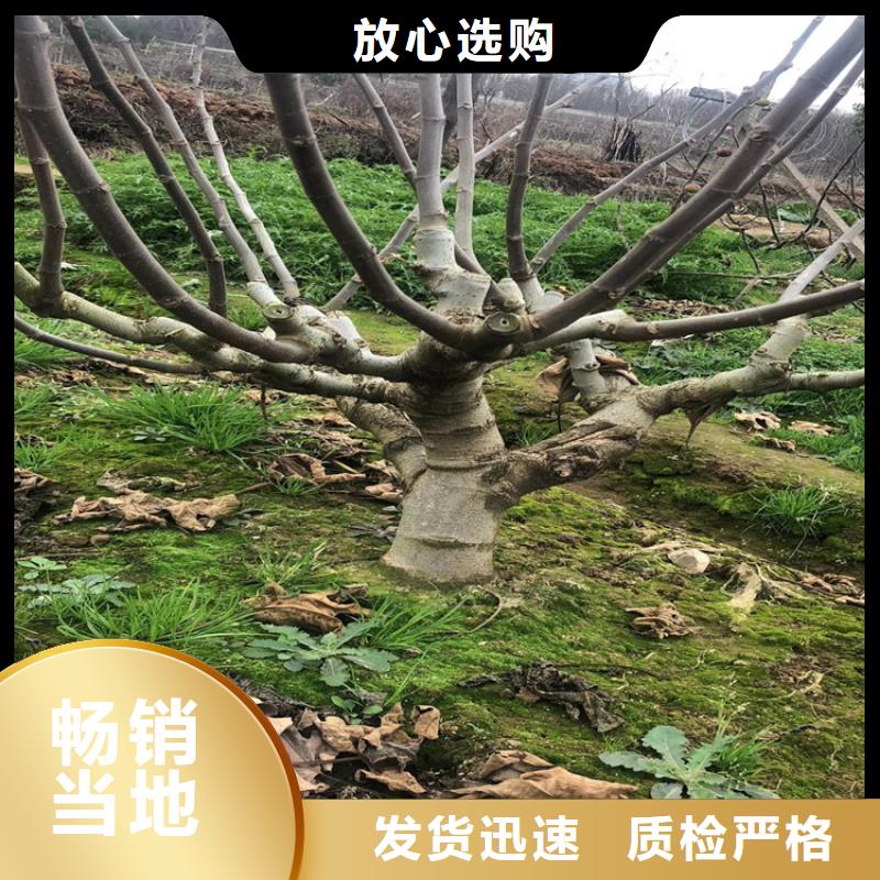 无花果-杏树苗匠心工艺