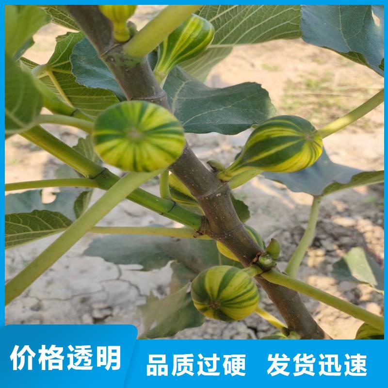 北美冬青-视频-四川省自贡市轩园北美冬青可服务区域富顺|自流井|内江|凉山|广安|泸州|德阳|眉山等