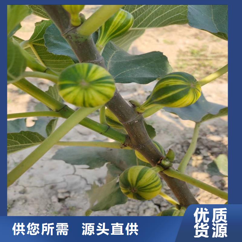 无花果苹果苗为品质而生产