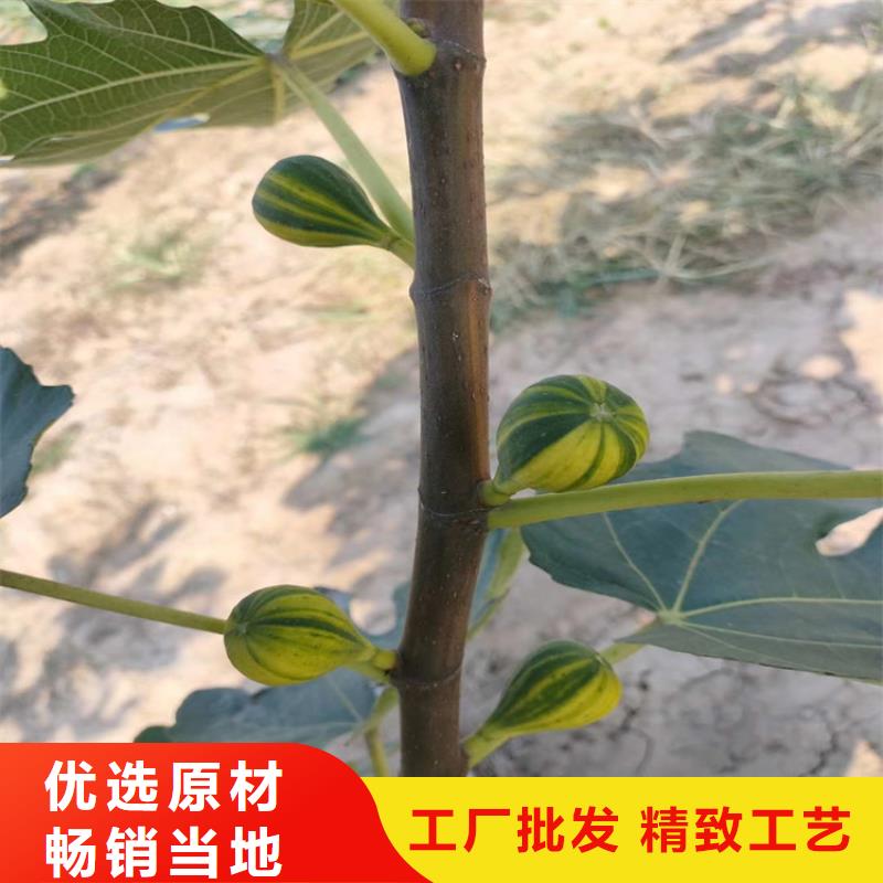 北美冬青-视频-北美冬青-新疆克拉玛依市(当地)公司-乌鲁木齐|伊犁