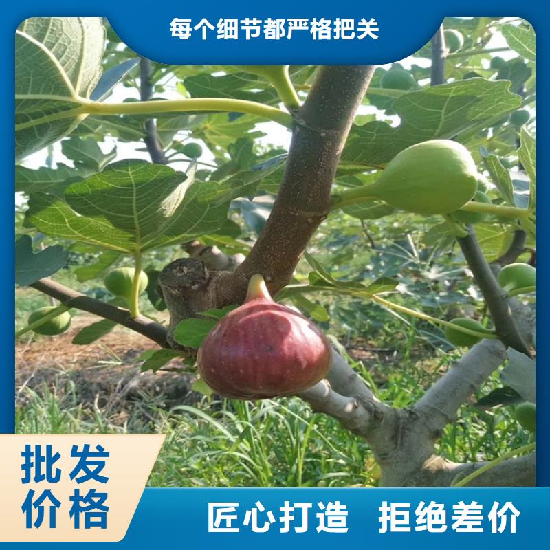 北美冬青-视频-北美冬青-新疆克拉玛依市(当地)公司-乌鲁木齐|伊犁
