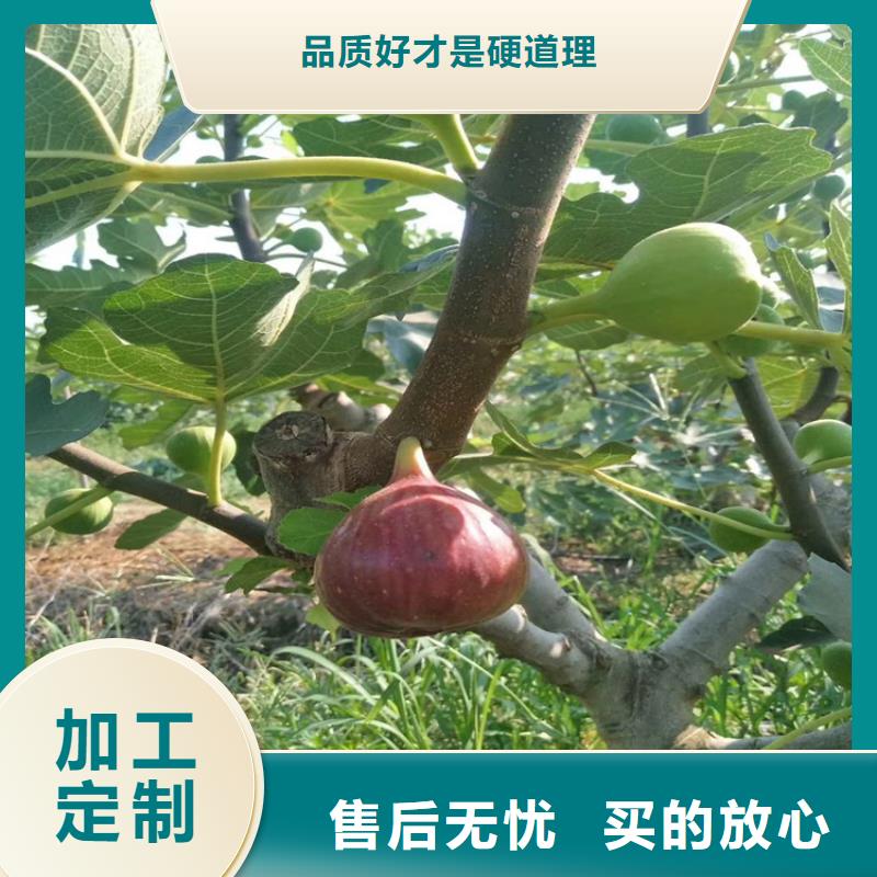 无花果苹果苗为品质而生产