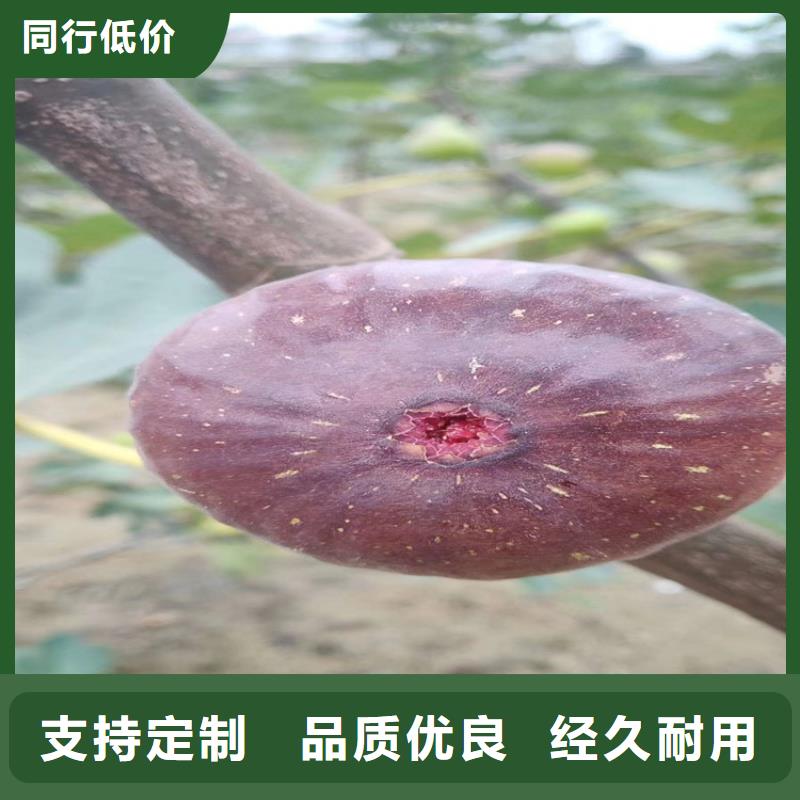 北美冬青-视频-北美冬青-新疆克拉玛依市(当地)公司-乌鲁木齐|伊犁