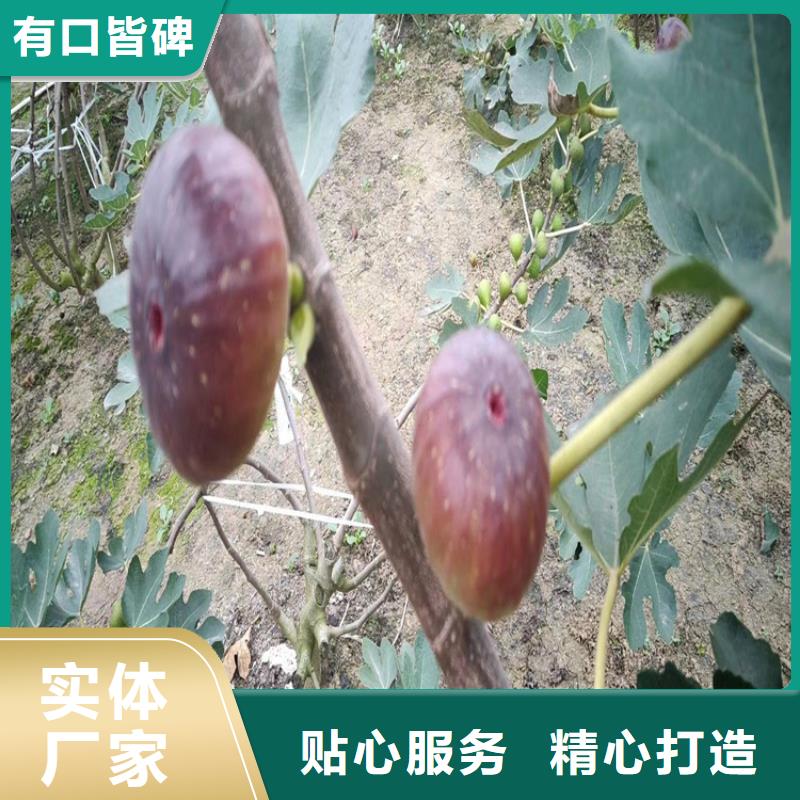 北美冬青-视频-四川省自贡市轩园北美冬青可服务区域富顺|自流井|内江|凉山|广安|泸州|德阳|眉山等