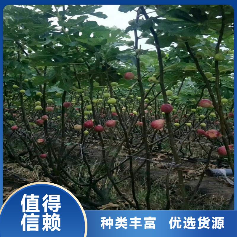 北美冬青-视频-北美冬青_湖北省襄阳市市场覆盖枣阳|谷城|武汉|荆门|鄂州|荆州|咸宁|孝感|宜昌等