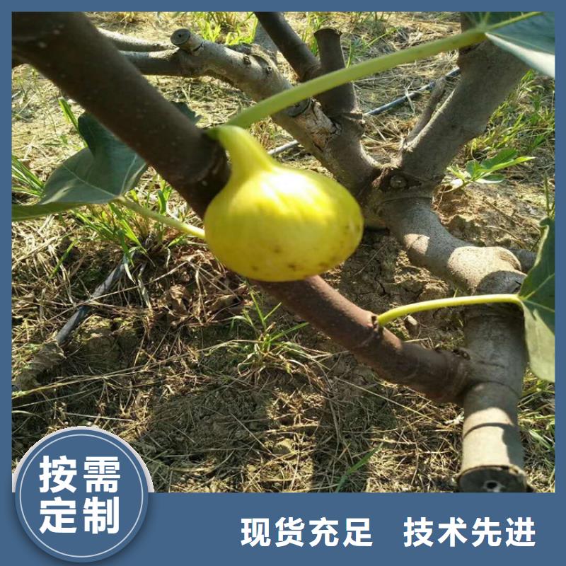 无花果苹果苗为品质而生产