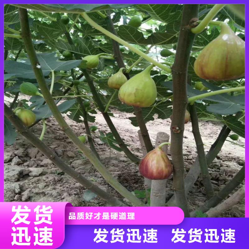 无花果樱桃苗实力厂商