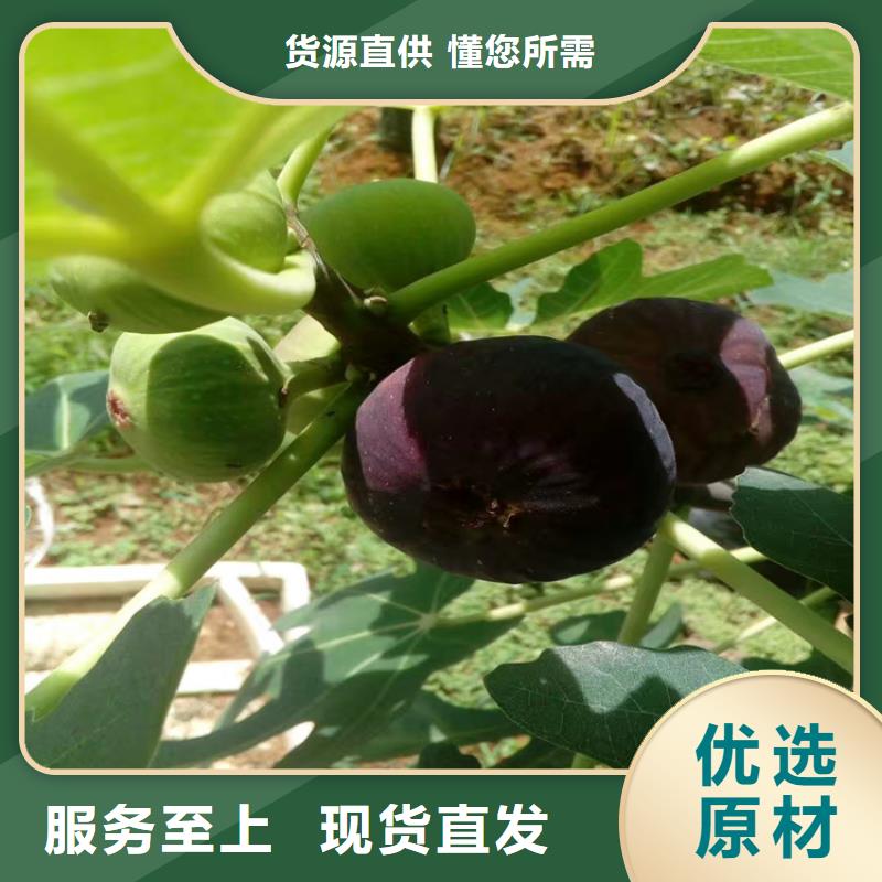 北美冬青-视频-北美冬青_湖北省襄阳市市场覆盖枣阳|谷城|武汉|荆门|鄂州|荆州|咸宁|孝感|宜昌等