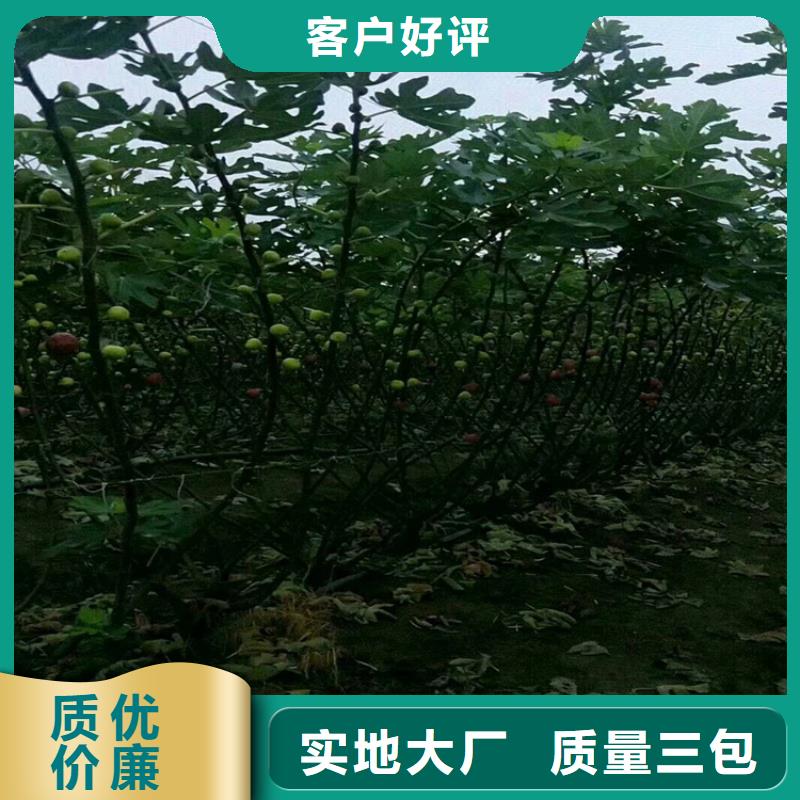 无花果-杏树苗匠心工艺