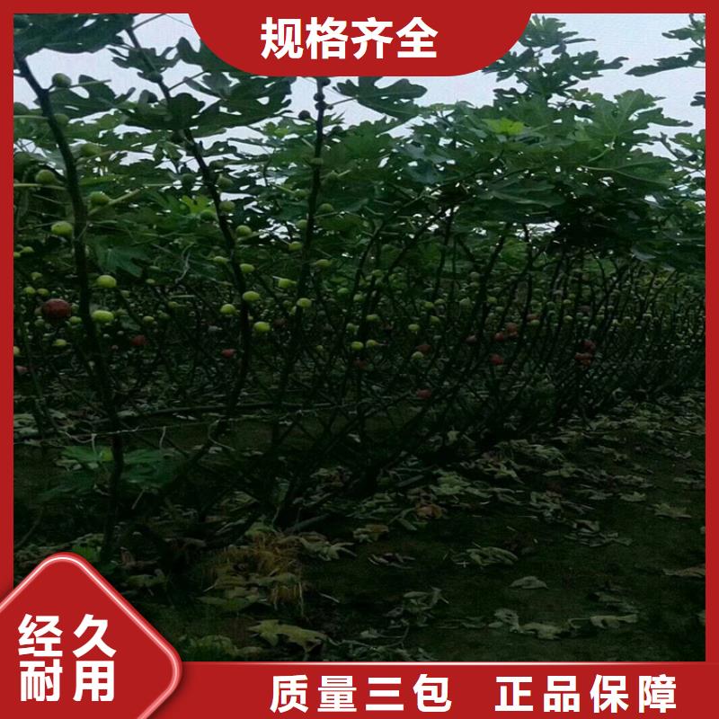 无花果3公分软籽石榴苗一手货源