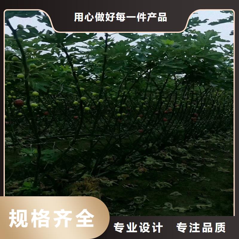 无花果樱桃苗实力厂商