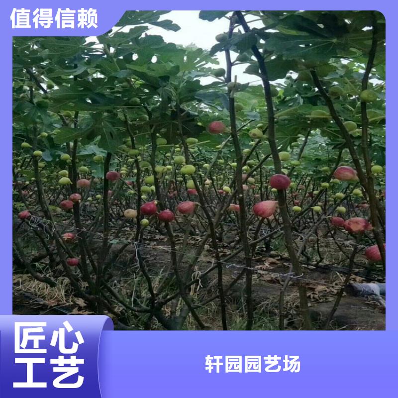 无花果樱桃苗实力厂商