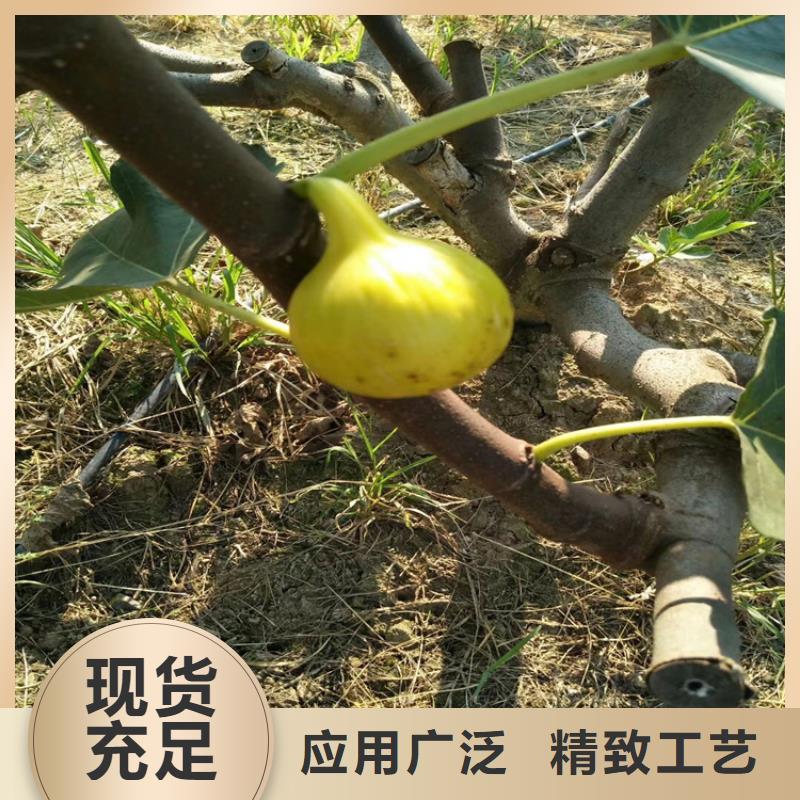 无花果3公分软籽石榴苗一手货源