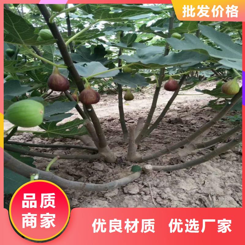 北美冬青-视频-四川省自贡市轩园北美冬青可服务区域富顺|自流井|内江|凉山|广安|泸州|德阳|眉山等